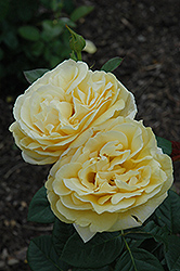 Michelangelo Rose (Rosa 'Michelangelo') at A Very Successful Garden Center
