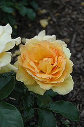 Eureka Rose (Rosa 'Eureka') at Lakeshore Garden Centres