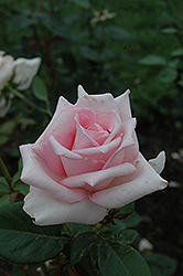 Bride's Dream Rose (Rosa 'Bride's Dream') at Lakeshore Garden Centres