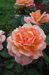 Tahitian Sunset Rose (Rosa 'Tahitian Sunset') at A Very Successful Garden Center