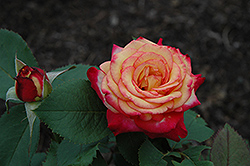 Mardi Gras Rose (Rosa 'Mardi Gras') at A Very Successful Garden Center