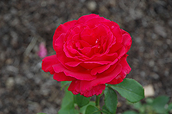 Forgotten Dreams Rose (Rosa 'Forgotten Dreams') at A Very Successful Garden Center