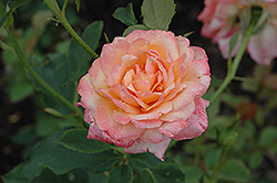 Elmhurst Rose (Rosa 'Elmhurst') at Stonegate Gardens