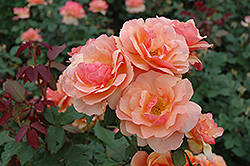 About Face Rose (Rosa 'About Face') at Stonegate Gardens