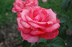Friendship Rose (Rosa 'Friendship') at A Very Successful Garden Center
