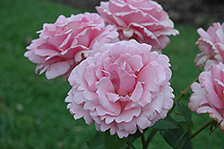 Memorial Day Rose (Rosa 'Memorial Day') at Stonegate Gardens