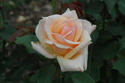 Medallion Rose (Rosa 'Medallion') at A Very Successful Garden Center