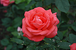 Tropicana Rose (Rosa 'Tropicana') at Stonegate Gardens