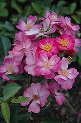 Daydream Rose (Rosa 'Daydream') at Lakeshore Garden Centres