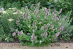 Sweet Dreams Catmint (Nepeta subsessilis 'Sweet Dreams') at Lakeshore Garden Centres