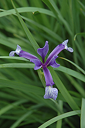 Spuria Iris (Iris sintenisii) at A Very Successful Garden Center