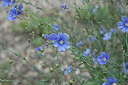 Sapphire Perennial Flax (Linum perenne 'Sapphire') at A Very Successful Garden Center