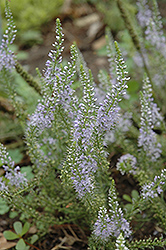 Blue Feathers Speedwell (Veronica pinnata 'Blue Feathers') at A Very Successful Garden Center