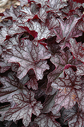 Dolce Black Currant Coral Bells (Heuchera 'Black Currant') at A Very Successful Garden Center