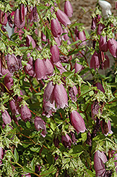 Rubriflora Bellflower (Campanula punctata 'Rubriflora') at A Very Successful Garden Center