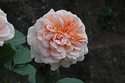 Prairie Sunrise Rose (Rosa 'Prairie Sunrise') at Lakeshore Garden Centres