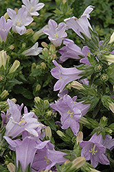 Divine Lavender Peachleaf Bellflower (Campanula persicifolia 'Divine Lavender') at Stonegate Gardens