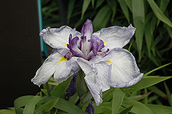 Cascade Spice Japanese Iris (Iris ensata 'Cascade Spice') at Stonegate Gardens