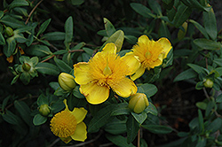 Sunburst St. John's Wort (Hypericum frondosum 'Sunburst') at A Very Successful Garden Center