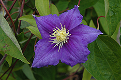 Will Goodwin Clematis (Clematis 'Will Goodwin') at Stonegate Gardens