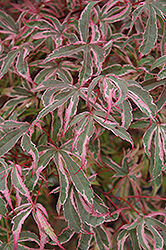 Shirazz Japanese Maple (Acer palmatum 'Gwen's Rose Delight') at A Very Successful Garden Center