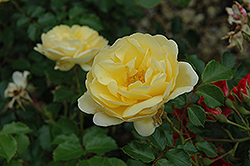 Sunrise Vigorosa Rose (Rosa 'KORsupigel') at A Very Successful Garden Center