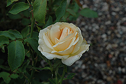 Folksinger Rose (Rosa 'Folksinger') at A Very Successful Garden Center