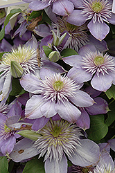 Blue Light Clematis (Clematis 'Blue Light') at The Mustard Seed