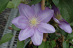 Cezanne Clematis (Clematis 'Cezanne') at Lakeshore Garden Centres