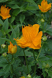 Golden Queen Globeflower (Trollius chinensis 'Golden Queen') at A Very Successful Garden Center