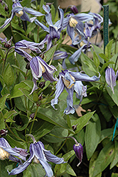 Caerulea Solitary Clematis (Clematis integrifolia 'Caerulea') at Stonegate Gardens