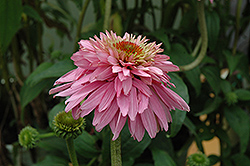 Pink Poodle Coneflower (Echinacea purpurea 'Pink Poodle') at A Very Successful Garden Center