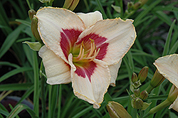 Siloam Gumdrop Daylily (Hemerocallis 'Siloam Gumdrop') at A Very Successful Garden Center