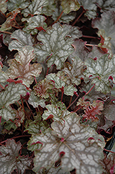 Can Can Coral Bells (Heuchera 'Can Can') at Stonegate Gardens