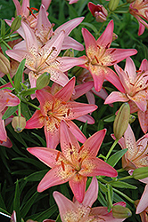 Pink Pixie Lily (Lilium 'Pink Pixie') at The Mustard Seed