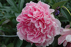 Vivid Rose Peony (Paeonia 'Vivid Rose') at A Very Successful Garden Center