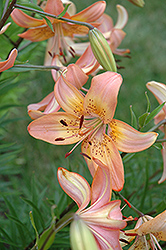 Honeywind Lily (Lilium 'Honeywind') at A Very Successful Garden Center