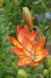Toyland Lily (Lilium 'Toyland') at A Very Successful Garden Center