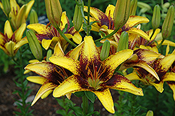 Tiger Play Lily (Lilium 'Tiger Play') at A Very Successful Garden Center