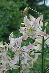Corsage Lily (Lilium 'Corsage') at A Very Successful Garden Center