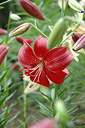 Hiawatha Lily (Lilium 'Hiawatha') at Stonegate Gardens