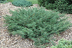 Alpine Carpet Juniper (Juniperus communis 'Alpine Carpet') at A Very Successful Garden Center
