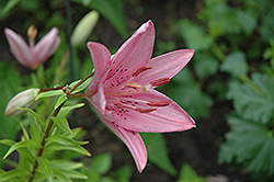 Mind Game Lily (Lilium 'Mind Game') at A Very Successful Garden Center