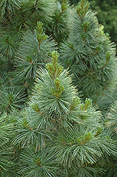 Dense Dwarf White Pine (Pinus strobus 'Brevifolia') at A Very Successful Garden Center