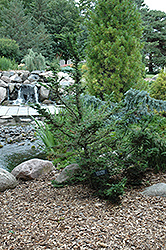 Forest Fountain Hemlock (Tsuga canadensis 'Forest Fountain') at A Very Successful Garden Center