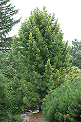Golden Variegated Swiss Stone Pine (Pinus cembra 'Aureovariegata') at Lakeshore Garden Centres