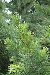 Golden Variegated Swiss Stone Pine (Pinus cembra 'Aureovariegata') at A Very Successful Garden Center