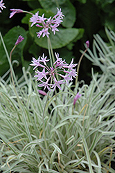 Tricolor Variegated Society Garlic (Tulbaghia violacea 'Tricolor') at Stonegate Gardens