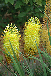 Shelford Hybrids Fox Tail Lily (Eremurus 'Shelford Hybrids') at A Very Successful Garden Center