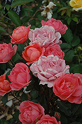 Carefree Celebration Rose (Rosa 'Carefree Celebration') at Stonegate Gardens